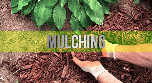 Mulching